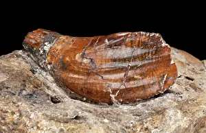 Ankylopollexia: Iguanodon tooth