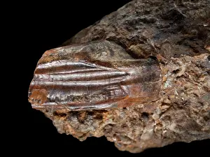 Ankylopollexia: Iguanodon tooth