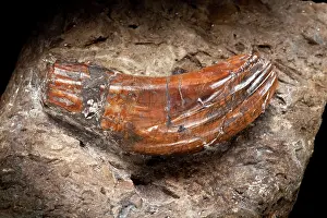 Ankylopollexia: Iguanodon tooth