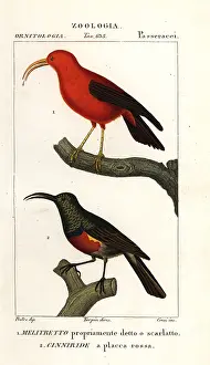 Sunbird: Iiwi and greater double-collared sunbird