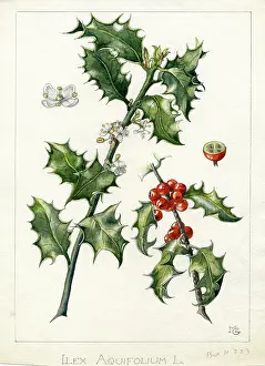 Dandy: Ilex aquifolium - common holly