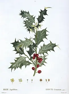 Aquifoliaceae: Ilex aquifolium, common holly