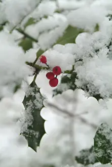 Aquifoliaceae: Ilex aquifolium, holly