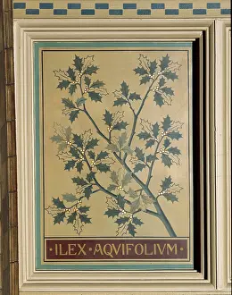 Ilex aquifolium, holly