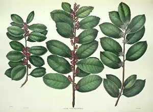 Mate: Ilex paraguensis, yerba mate