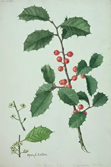 Eaton: Ilex sp