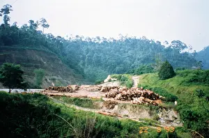Logging: Illegal logging