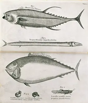 Sloane: Illustrated pages