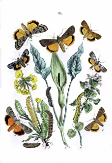 Pint: Illustration, Agrotidae