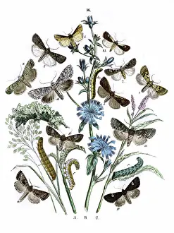 Cabbage: Illustration, Agrotidae -- Hadenidae