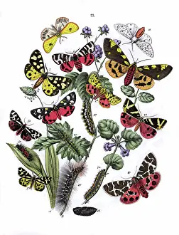 Plantain: Illustration, Arctiidae