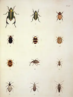 Beetles: Illustration of beetles