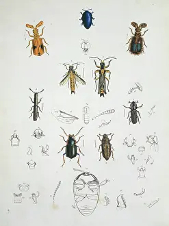 Entomologist: Illustration of beetles