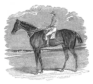 Doncaster: Illustration, Birmingham, winner of the St Leger Stakes