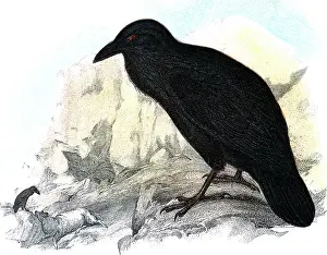 Scavenging: Illustration Black Raven On Ledge Looking Down On Scavenging