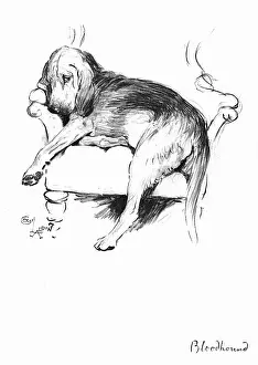 Bloodhounds: Illustration of a Bloodhound by Cecil Aldin