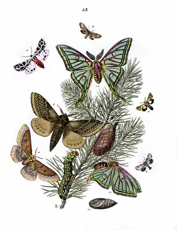 Pinus: Illustration, Bombyces