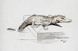 Alligators: Illustration by Cecil Aldin, The Alligator
