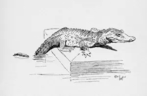 Aldin: Illustration by Cecil Aldin, The Alligator