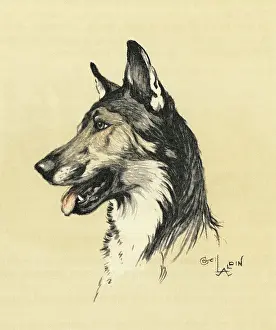 Alsatians: Illustration by Cecil Aldin, Alsatian head study