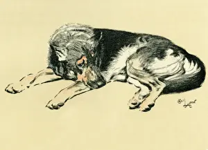 Curled: Illustration by Cecil Aldin, Alsatian lying down