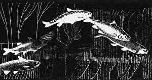 Aldin: Illustration by Cecil Aldin, The Aquarium