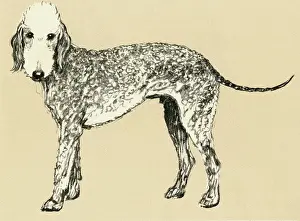 Bedlington: Illustration by Cecil Aldin, Bedlington terrier