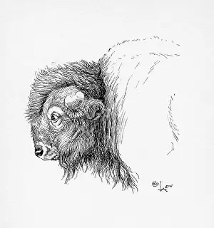 Aldin: Illustration by Cecil Aldin, The Bison