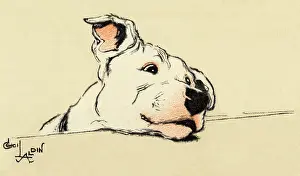 Dogs: Illustration by Cecil Aldin, bull terrier head study