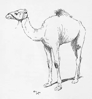 Aldin: Illustration by Cecil Aldin, The Camel