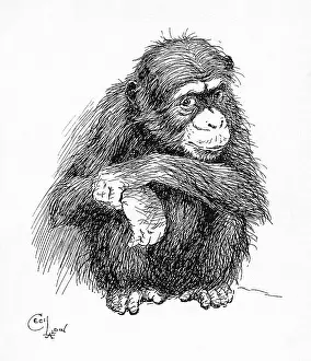Chimp: Illustration by Cecil Aldin, The Chimpanzee