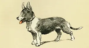 Corgis: Illustration by Cecil Aldin, a corgi dog