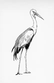 Aldin: Illustration by Cecil Aldin, The Crane