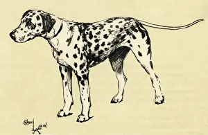 Spotty: Illustration by Cecil Aldin, a Dalmatian