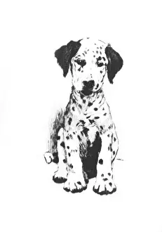 Illustration by Cecil Aldin, Dalmatian