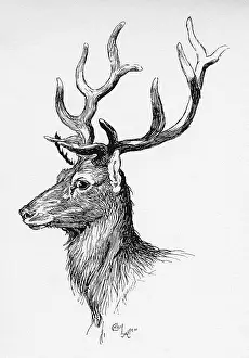 Aldin: Illustration by Cecil Aldin, The Deer