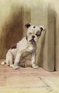 Forehead: Illustration by Cecil Aldin, My Dog