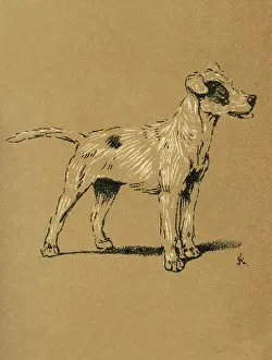 Pleased: Illustration by Cecil Aldin, A Dog Day