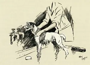 Scrubbing: Illustration by Cecil Aldin, dog being given a bath