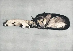 Alsatians: Illustration by Cecil Aldin, Dogs of Every Day