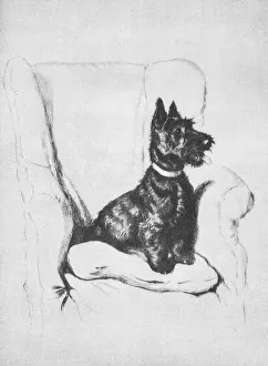 Scottie: Illustration by Cecil Aldin, Dogs of Every Day