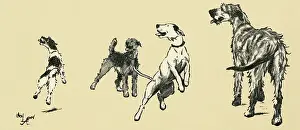Wolfhound: Illustration by Cecil Aldin, dogs eager for a walk