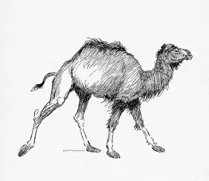 Aldin: Illustration by Cecil Aldin, The Dromedary