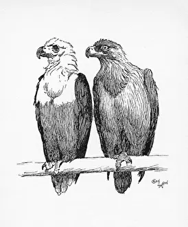 Aldin: Illustration by Cecil Aldin, Two Eagles