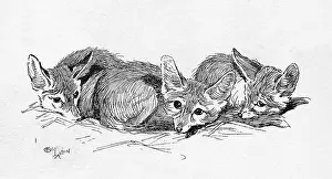 Aldin: Illustration by Cecil Aldin, Fennec Foxes