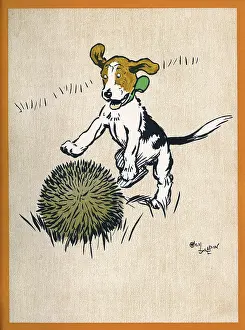 Hedgehogs: Illustration by Cecil Aldin, Field Babies