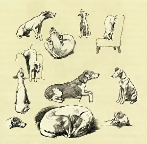 Accomplished: Illustration by Cecil Aldin, fox terrier posing as model