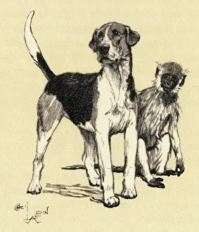 Foxhounds: Illustration by Cecil Aldin, foxhound and monkey