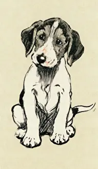 Foxhounds: Illustration by Cecil Aldin, foxhound puppy