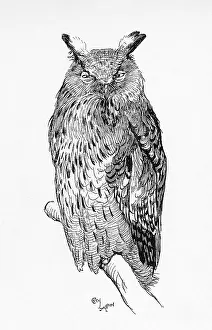 Aldin: Illustration by Cecil Aldin, The Great Eagle Owl